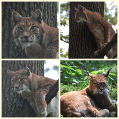 Luchsige Collage vom WP-Poing -9.8.10