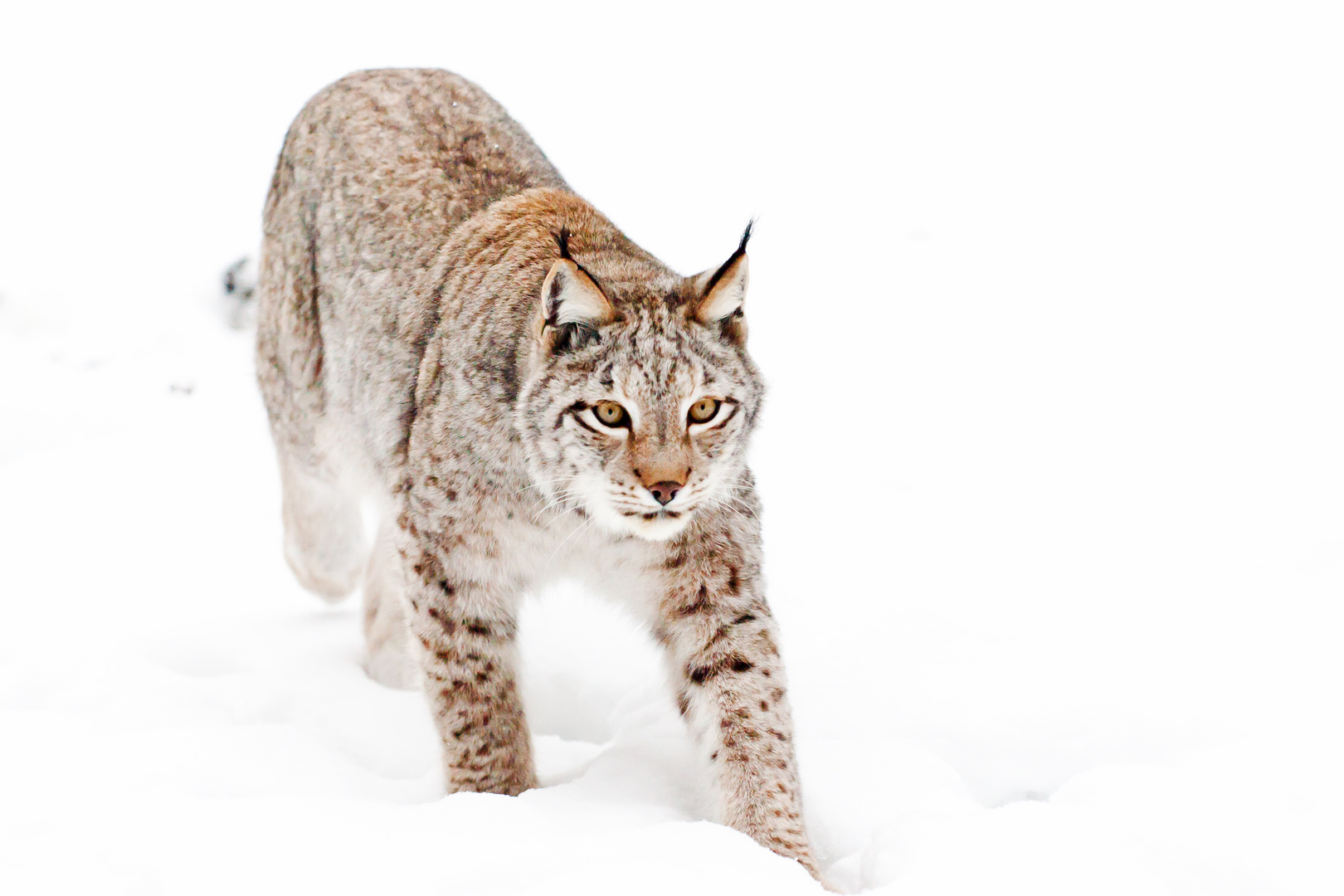 Luchs_im_Winter_high-key_1