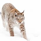 Luchs_im_Winter_high-key_1