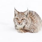 Luchs_im_Winter_high-key_2