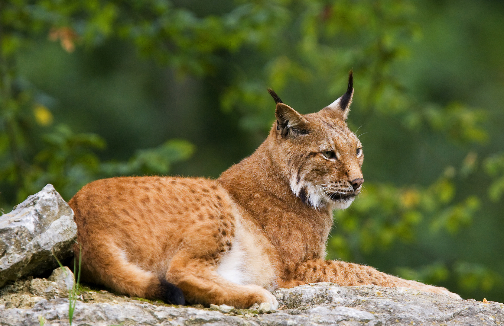Luchsin beim Sonnenbad Foto & Bild tiere, zoo, wildpark & falknerei