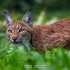 Luchsin Kaja vom Wildkatzendorf Hütscheroda