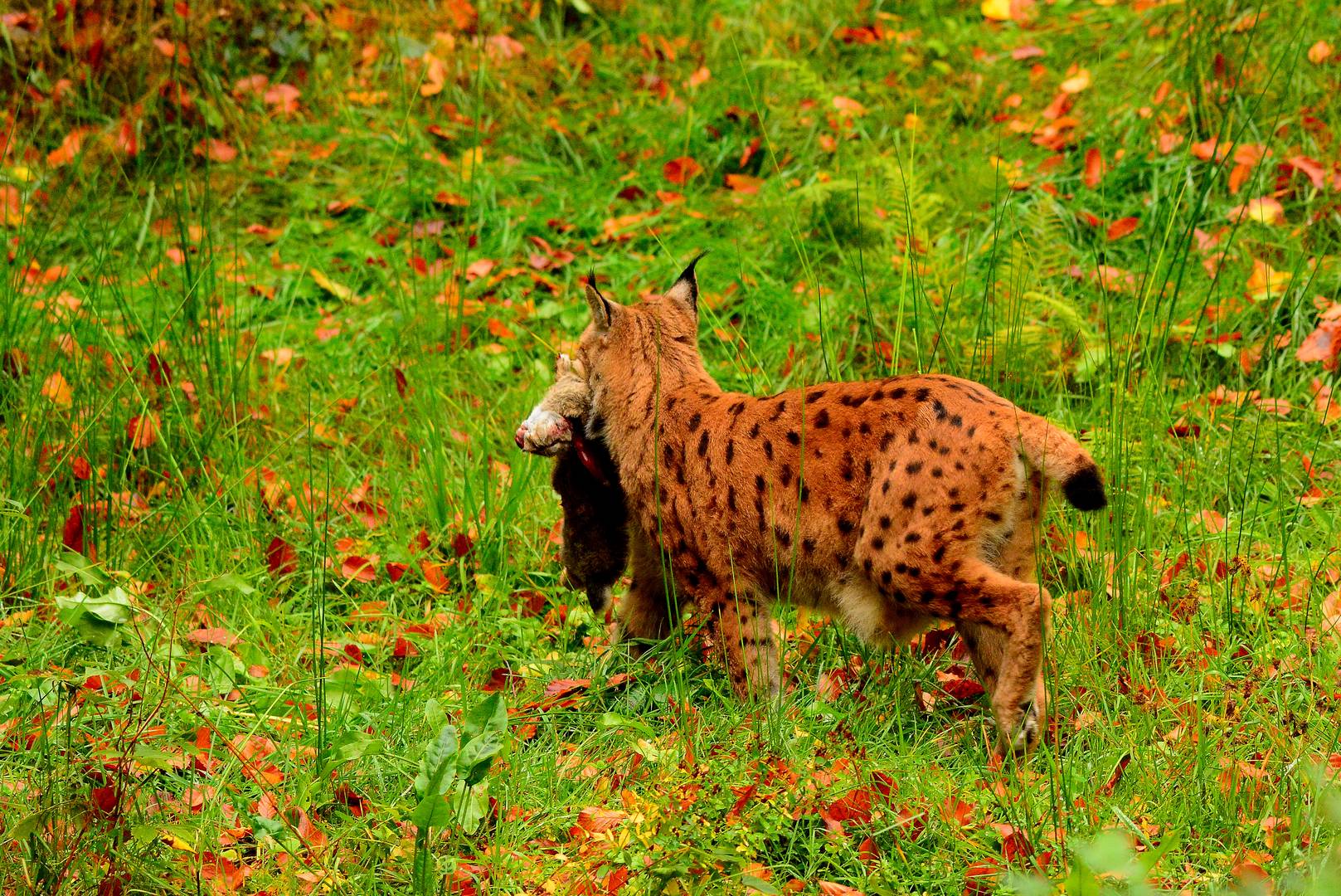 Luchsin mit kleinem Kaninchen....