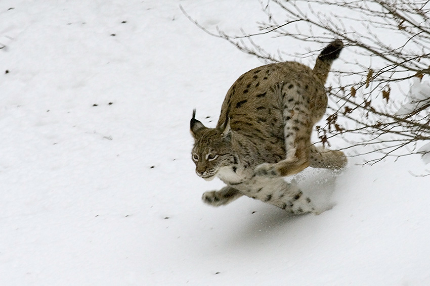 Luchs(ina) im Tiefflug