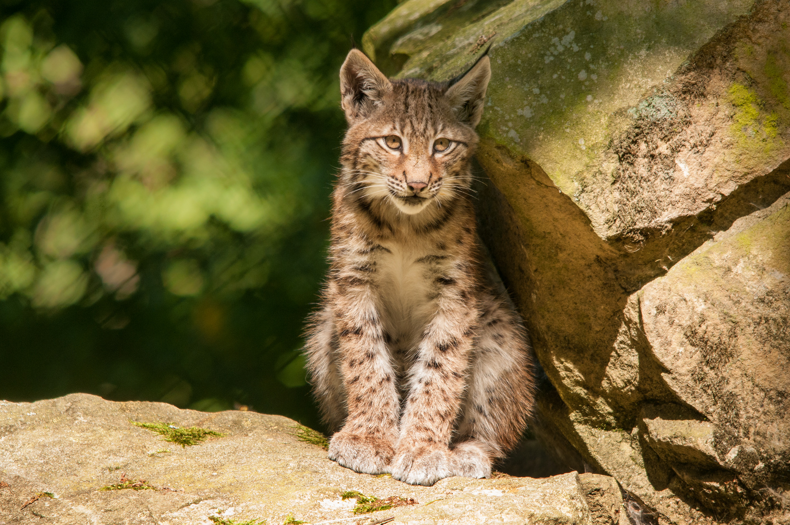 Luchsjunges aus dem Wildpark Tambach