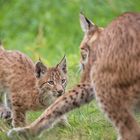 Luchsjunges beim "spielerischen" Angriff auf die Mutter