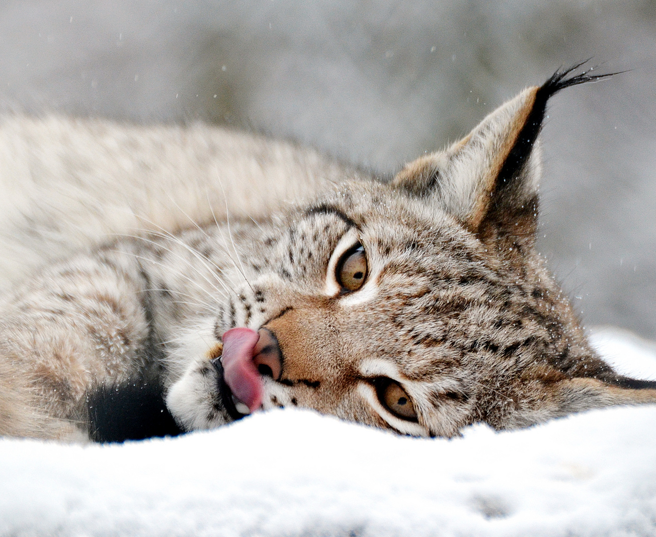 Luchskind im Schnee