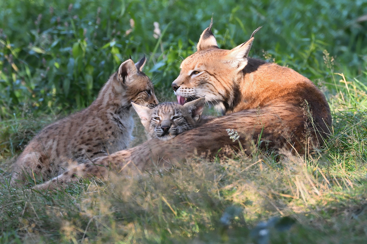 Luchskind (Lynx Lynx)