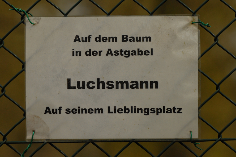 Luchsmann