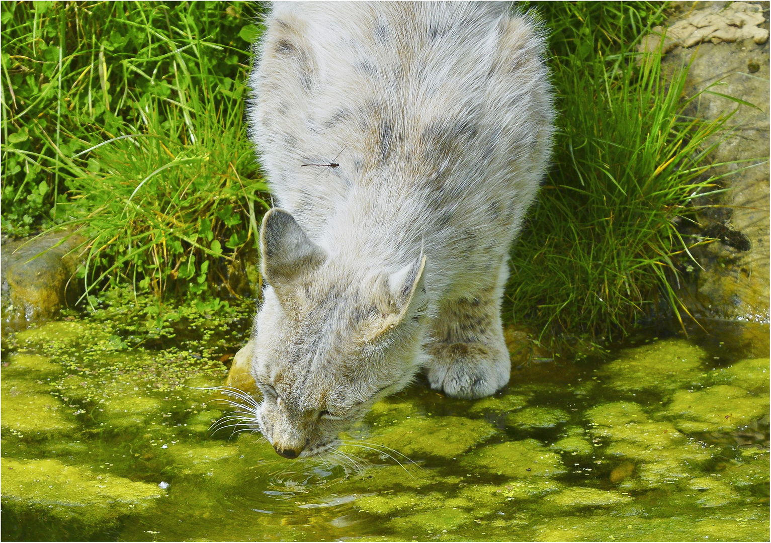 Luchs...mit Libelle