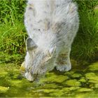 Luchs...mit Libelle