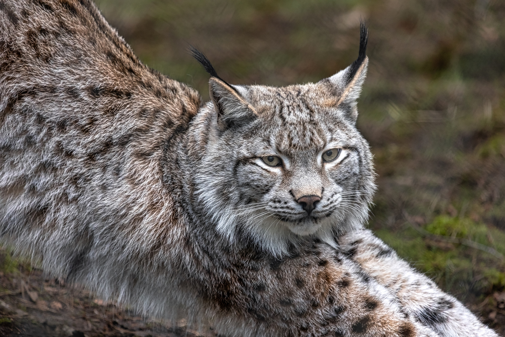 Luchs.....Morgengymnastik