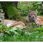 Luchspaar im Wildgehege Hellenthal