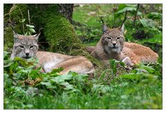 Luchspaar im Wildgehege Hellenthal