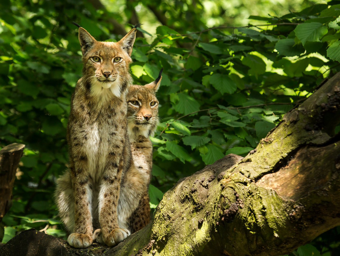 Luchspärchen Zoo Duisburg 