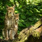 Luchspärchen Zoo Duisburg 