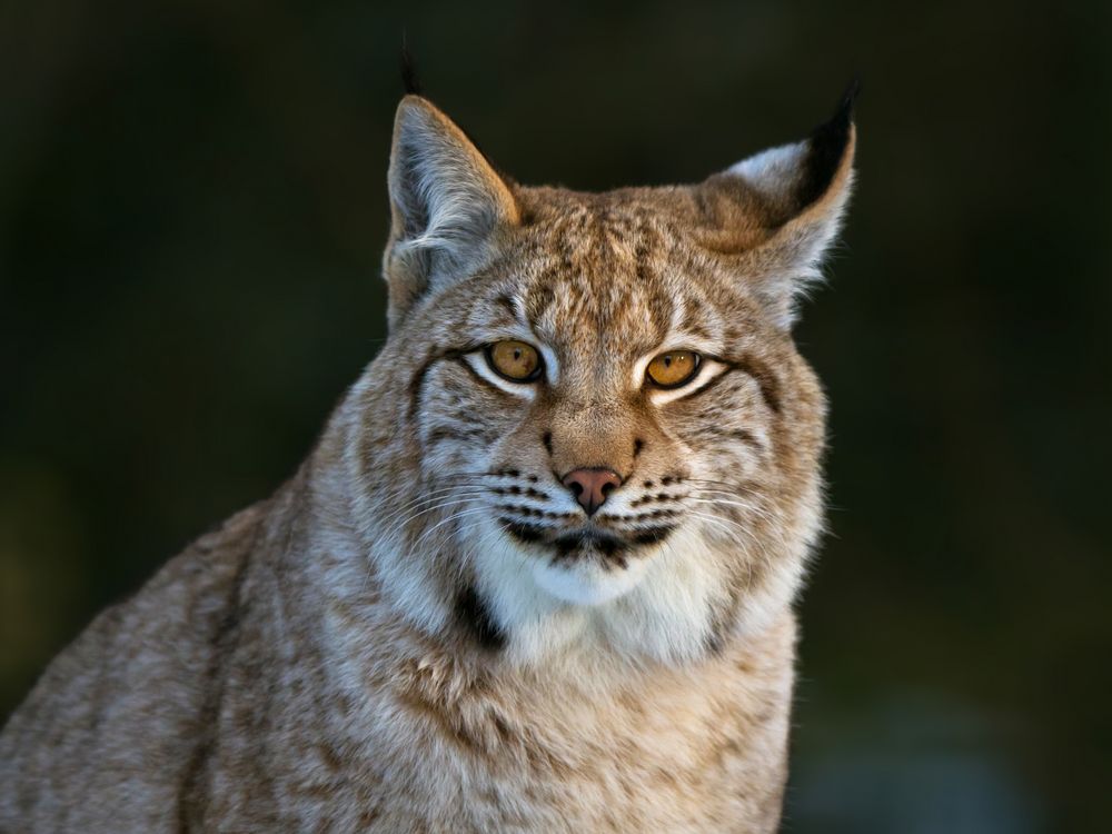 Luchsportrait 2 / Januar 2013 im "Tierpark Essehof"