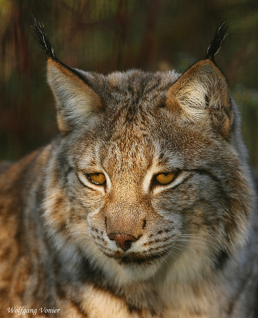 Luchsportrait