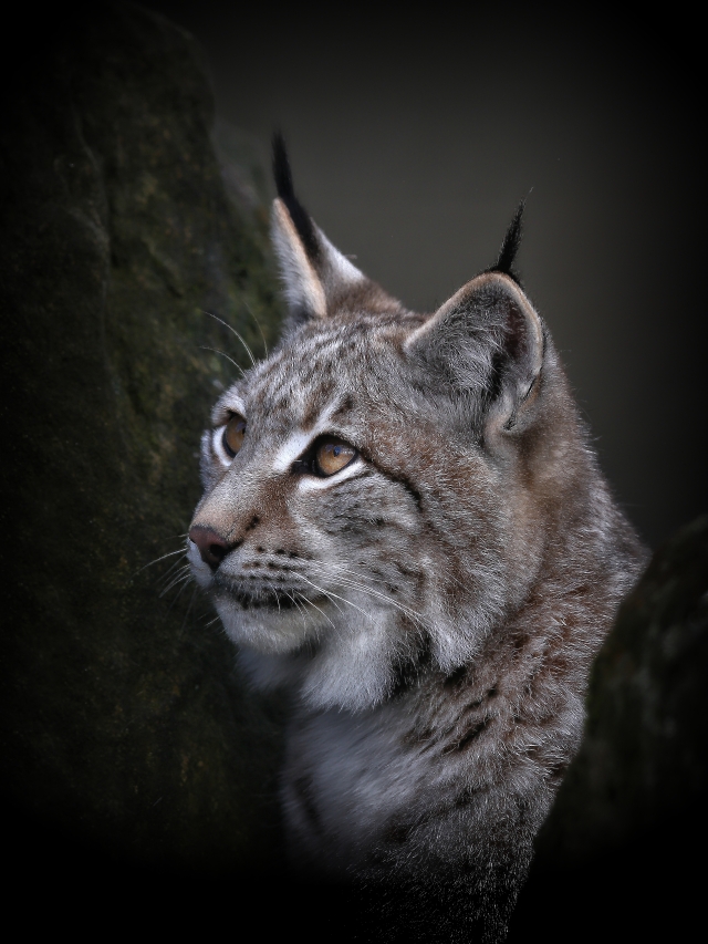 luchsportrait