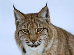 Luchsportrait / Januar 2013 im "Tierpark Essehof"