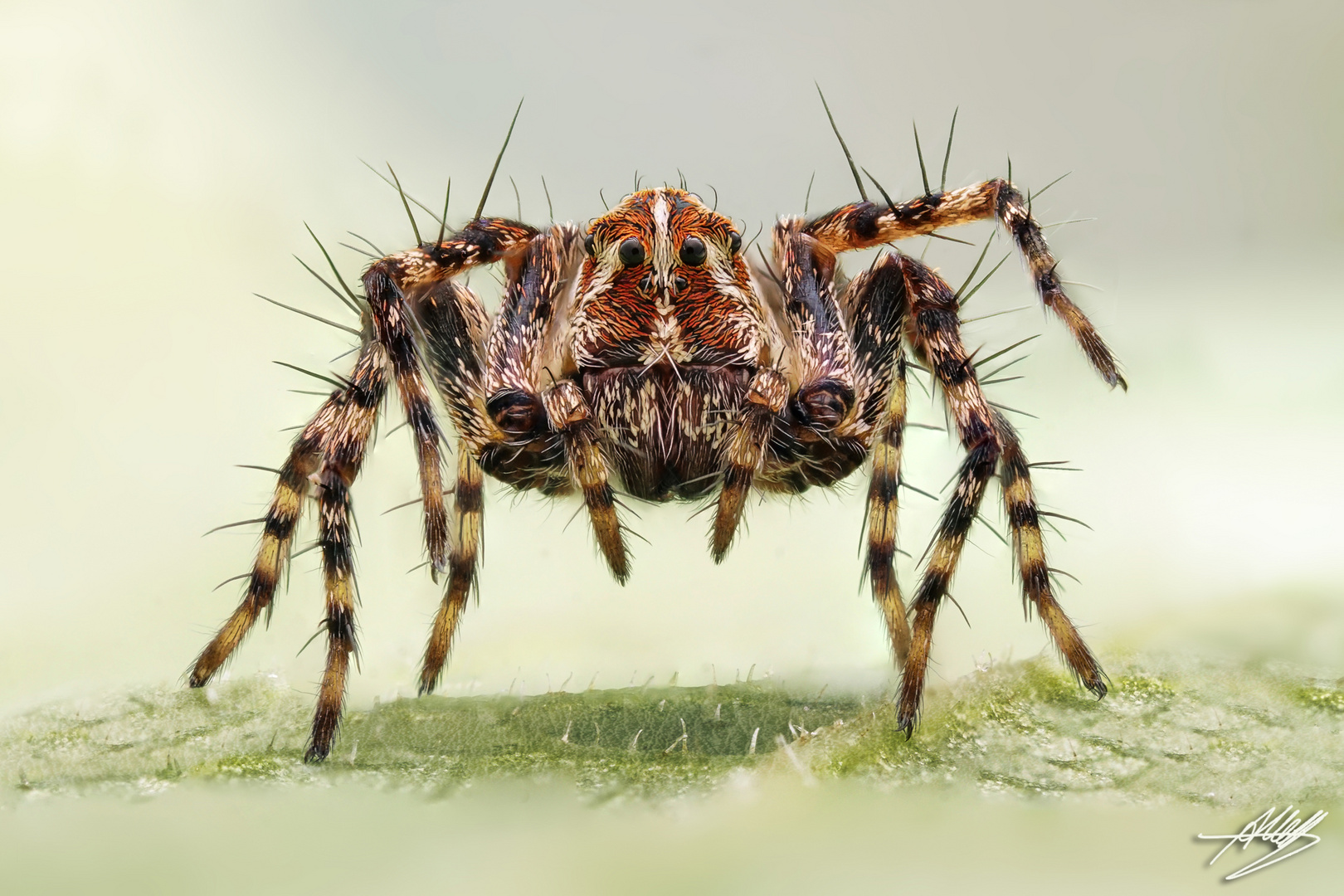 Luchsspinne (Oxyopes ramosus)