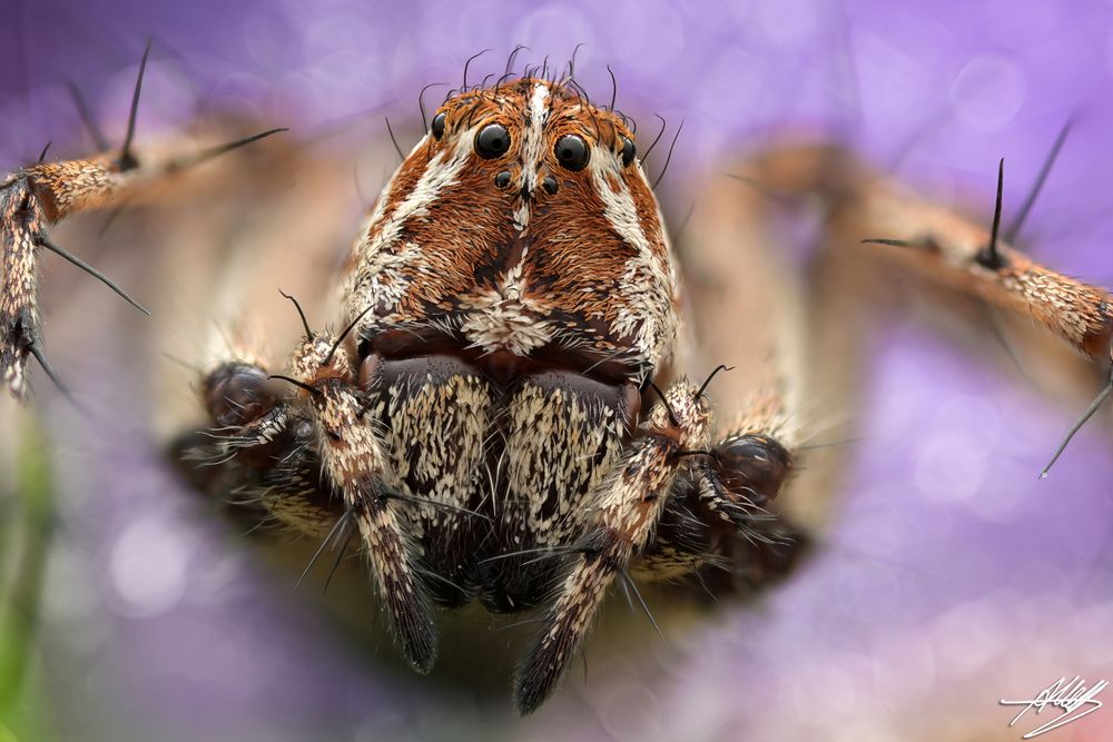 Luchsspinnen-Weibchen (Oxyopes ramosus)