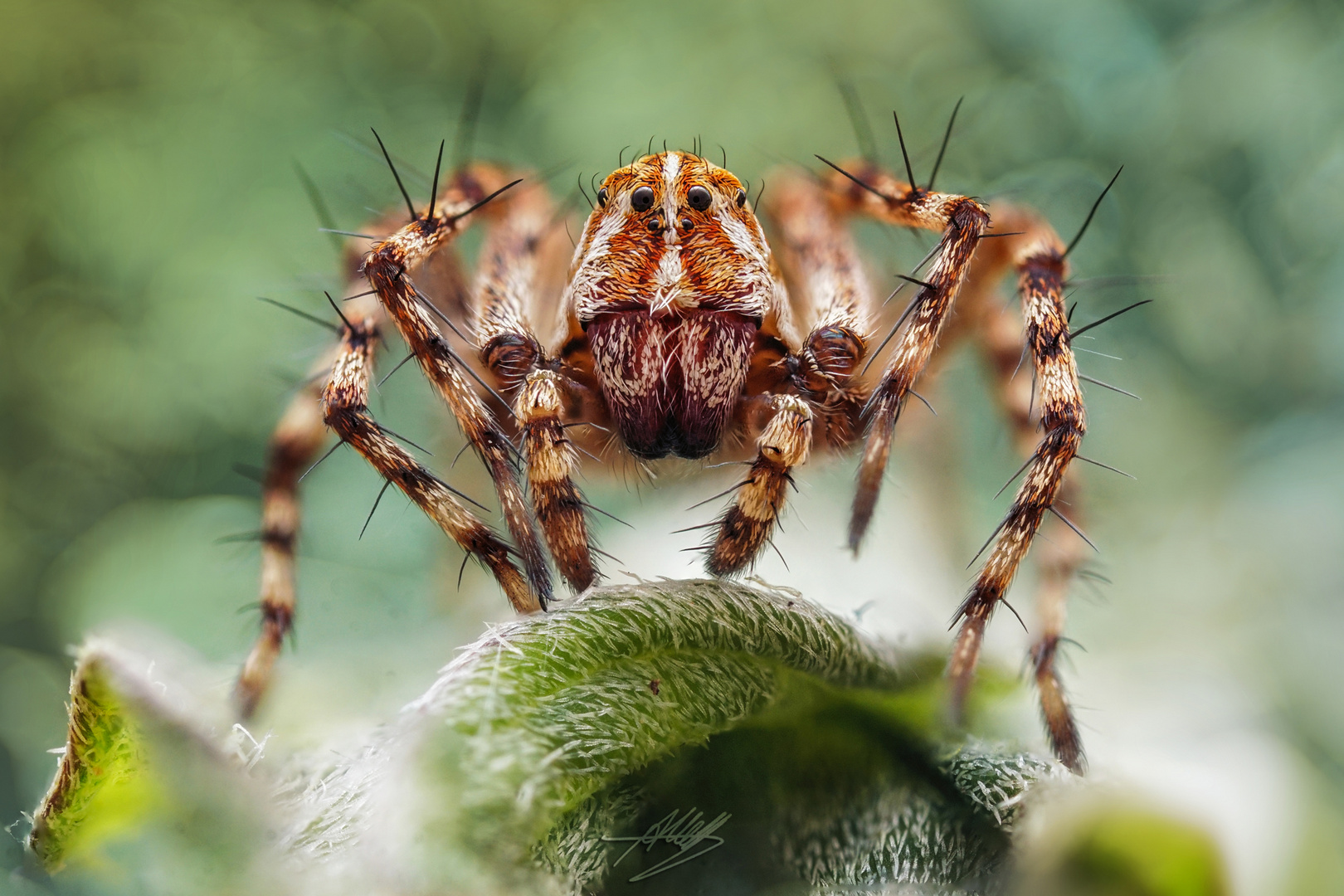 Luchsspinnen-Weibchen (Oxyopes ramosus)