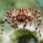 Luchsspinnen-Weibchen (Oxyopes ramosus)