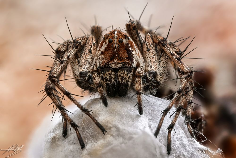 Luchsspinnen-Weibchen (Oxyopes ramosus)