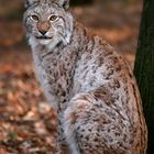 luchs_wildpark_poing