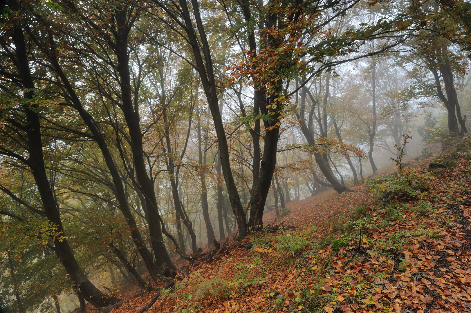 Luci di Novembre