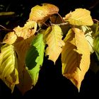 luci e ombre tra le foglie di castagno