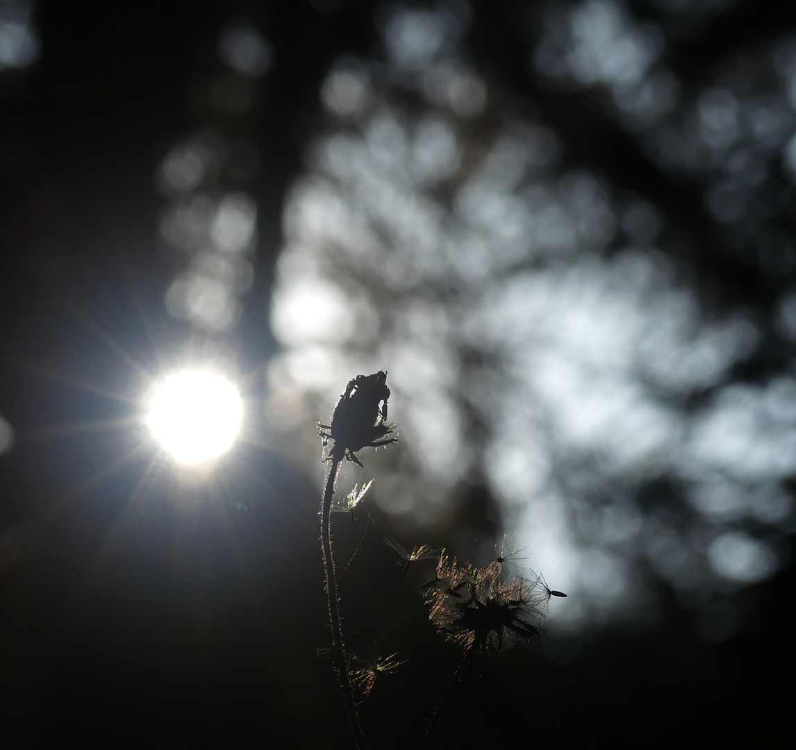 Luci nel sottobosco