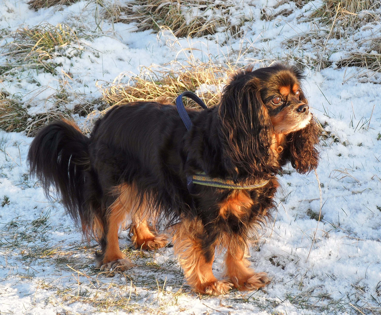 Lucie im Schnee