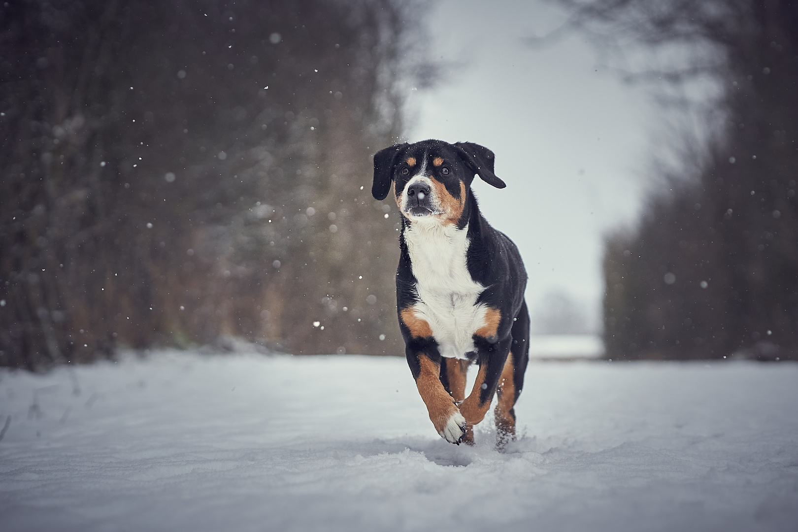 LUCIE im Schneeglück!