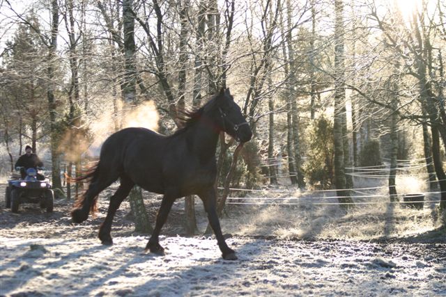 Lucifer My horse:)