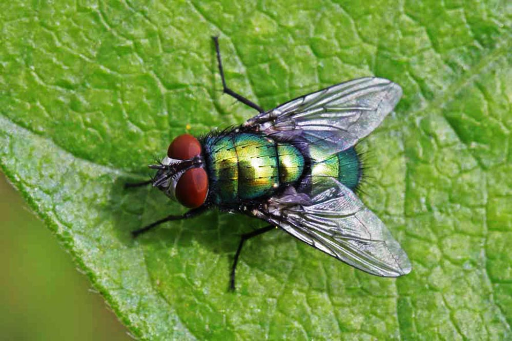 Lucilia sericata