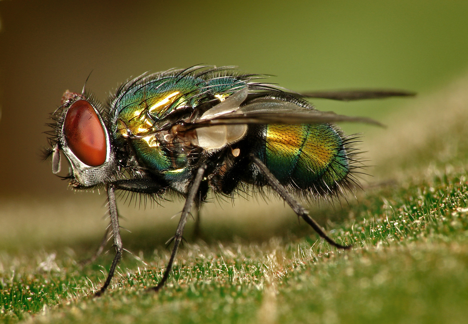 Lucilia sericata