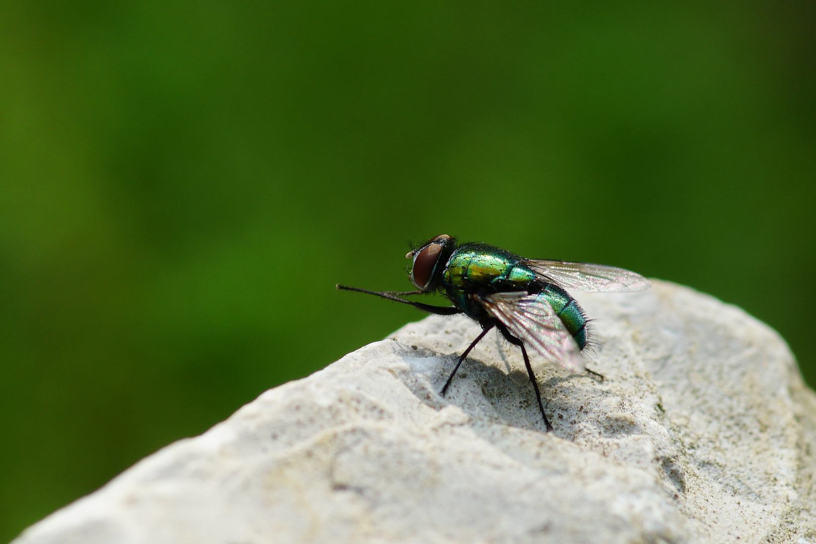 Lucilia sericata Foto & Bild fliege, sonnenbad, steingarten Bilder