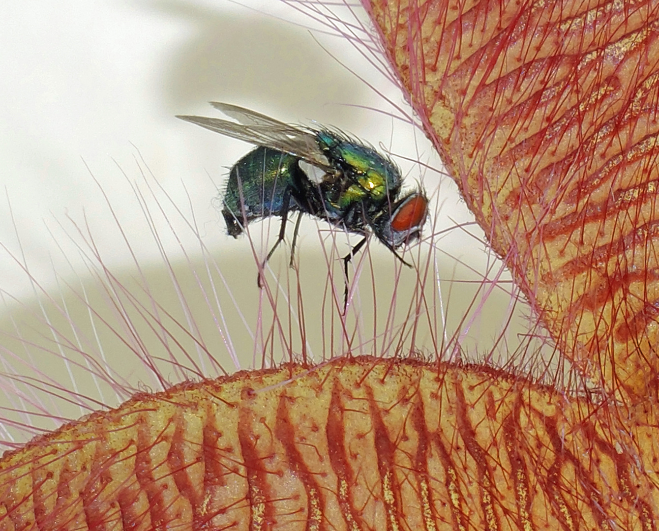 Lucilia Sericata auf einer Stapelienblüte