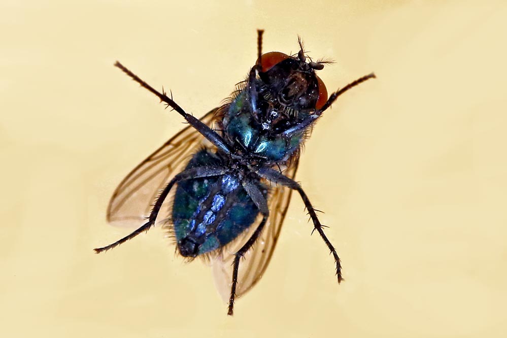 Lucilia sericata - Bauchseite - blau