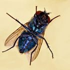 Lucilia sericata - Bauchseite - blau