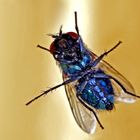 Lucilia sericata - Bauchseite -