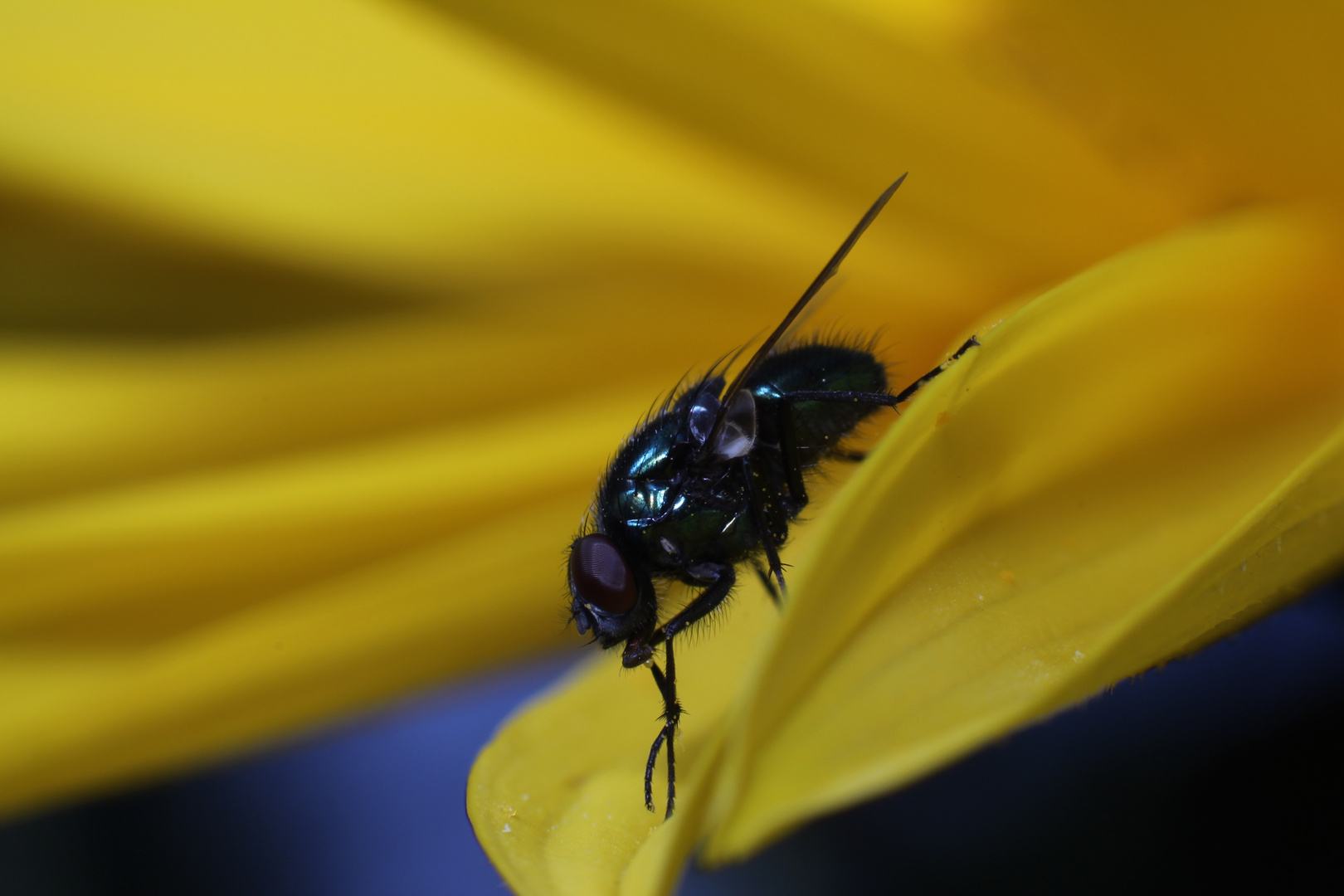 Lucilia Sericata