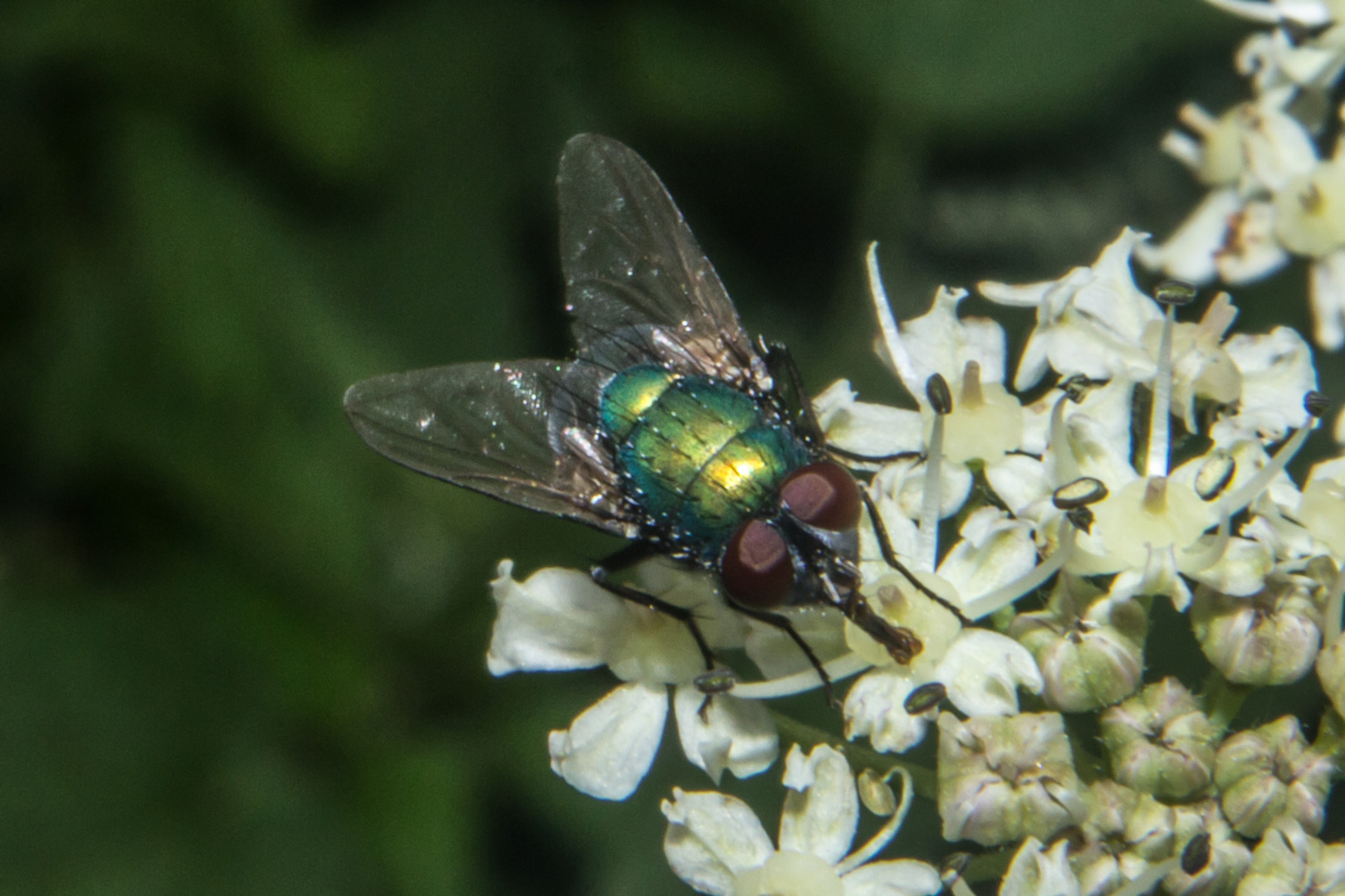 Lucilia sericata on Heracleum sphondylium