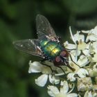 Lucilia sericata on Heracleum sphondylium