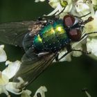 Lucilia sericata on Heracleum sphondylium II