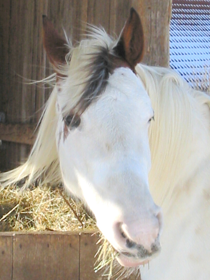 Lucille - Pinto Araber Stute