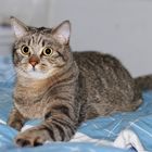 Lucio, The Cat King :-)