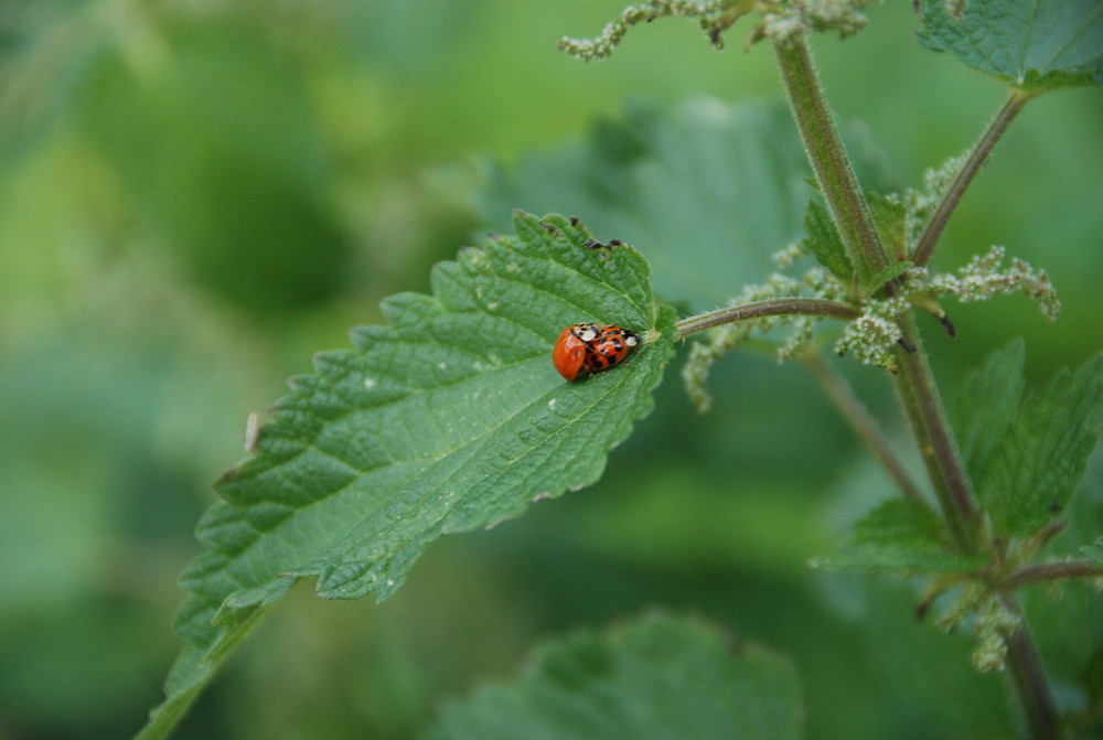 Luck beetle in the luck